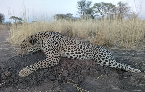 A dead leopard lying on a mound of sand.