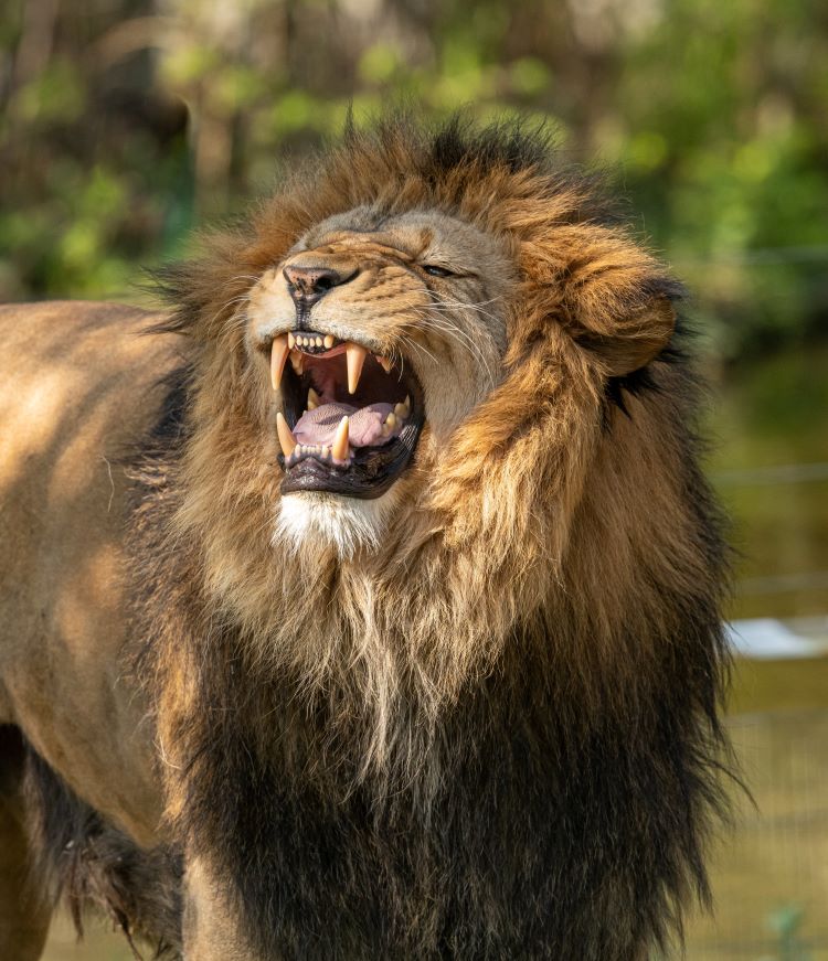 Lion roaring