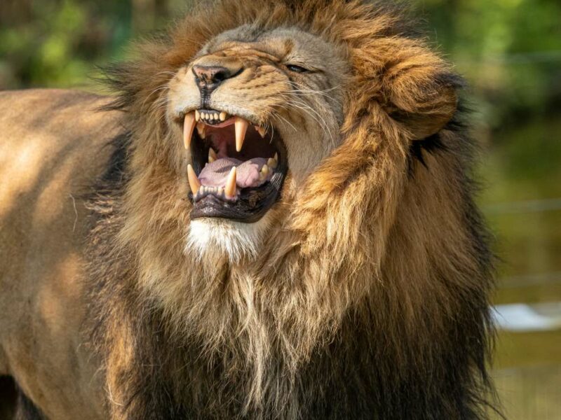 Male lion roaring