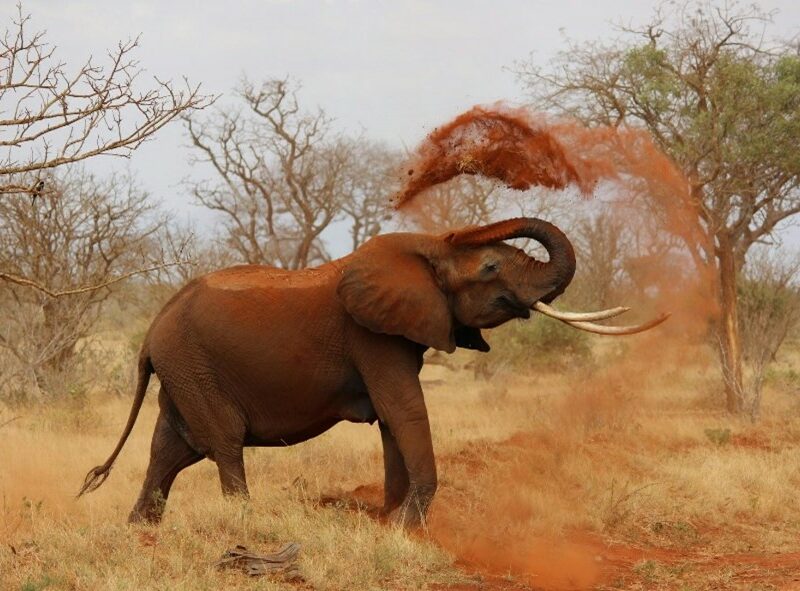 Elephant throwing sand over himself