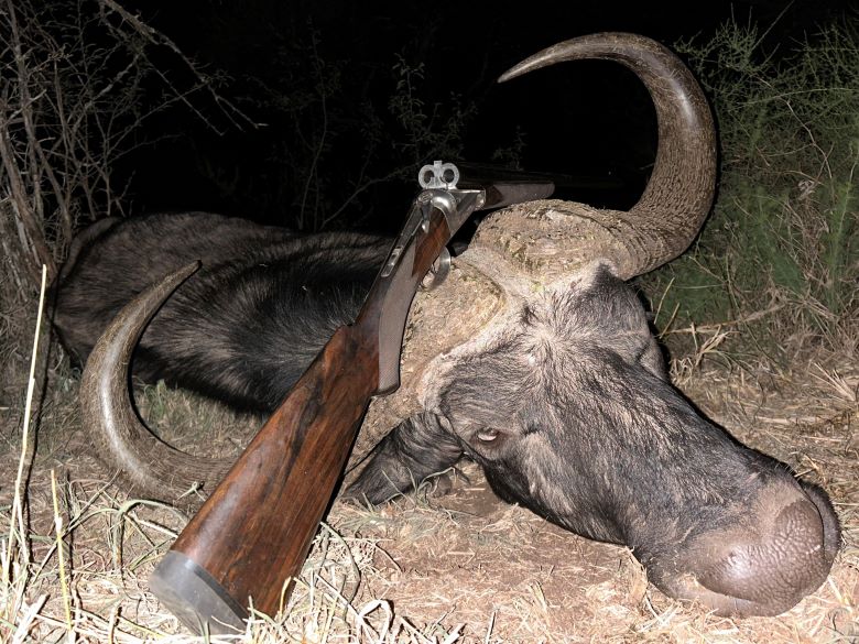 gun resting on a buffalo bull's horns