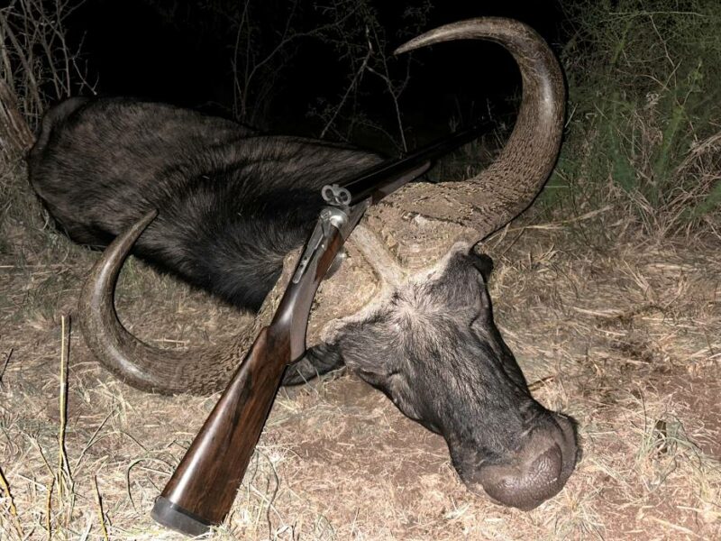 Cape Buffalo with rifle