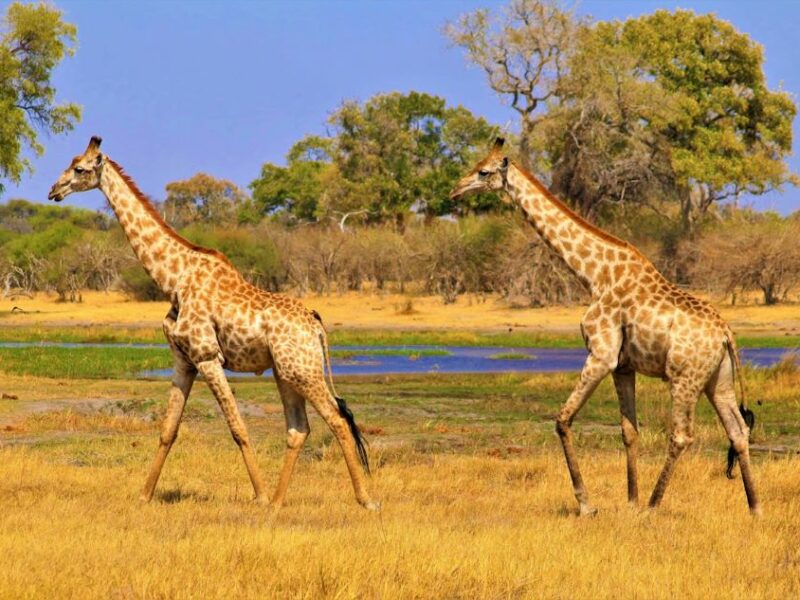 Two giraffes running across the bush