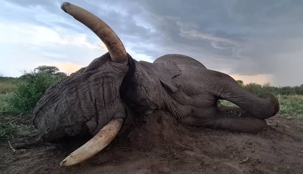 A Big “Tusker” elephant hunted in Bushmanland, Namibia
