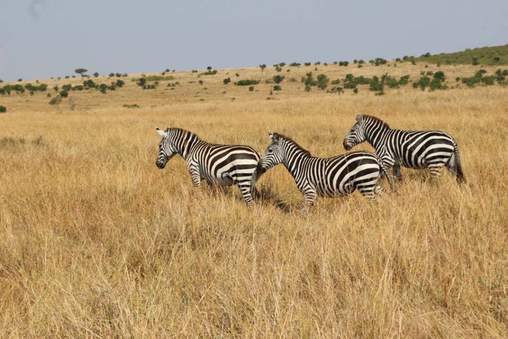 Three zebras walking across the veld