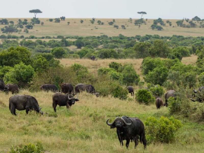 Group of buffalo grazing in the wild