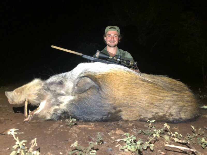 Man with rifle posing with very large bushpig he shot.