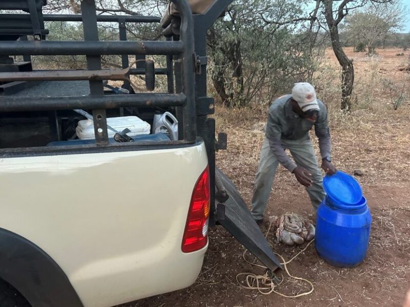 A man emptying a drum of animal innards to attract predators