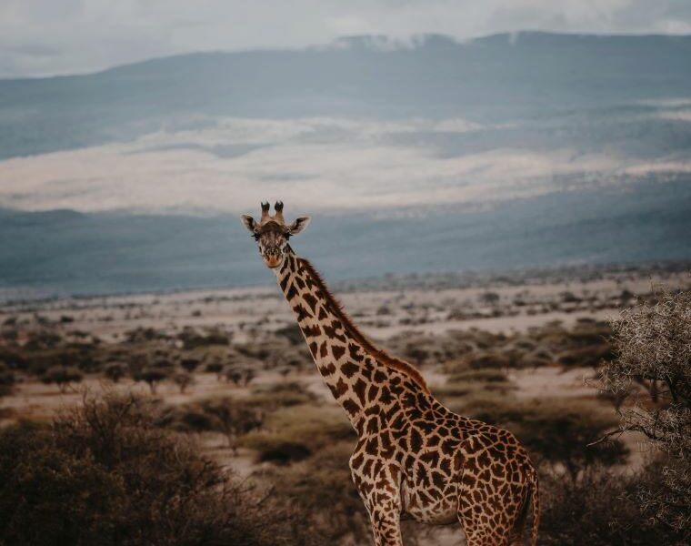 Giraffe looking at camera on the African plain