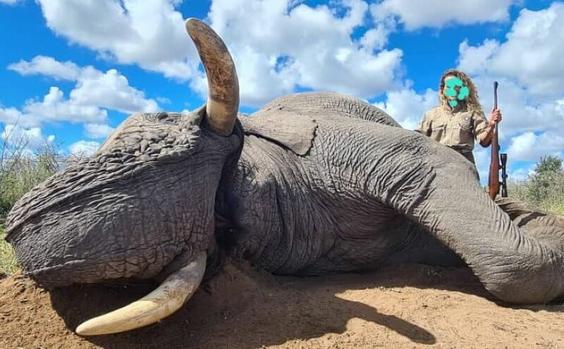 Person standing next to the elephant that they shot on while on a hunting safari