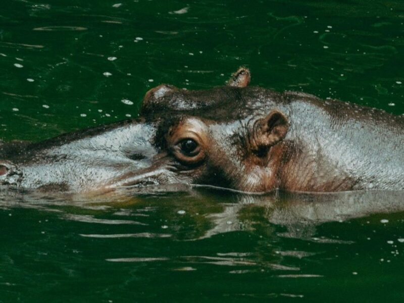 Hippo submerged in water