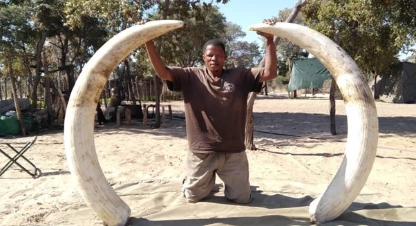 Man posing with enormous elephant tusks