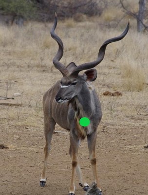 Kudu shot placement frontal heart shot