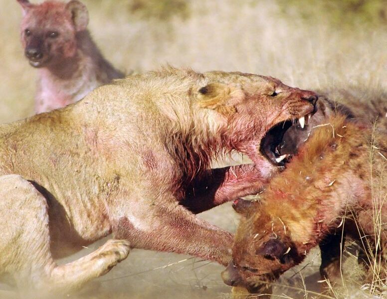 Lion and Hyena fighting