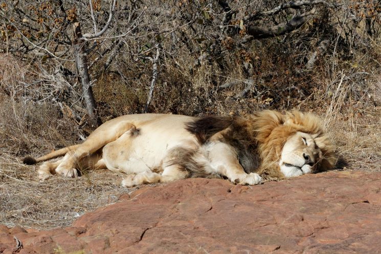 Close up of lion lying in the sand
