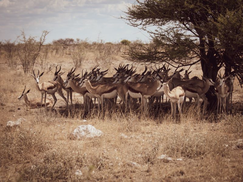 Group of springbok standing in the shade of a tree