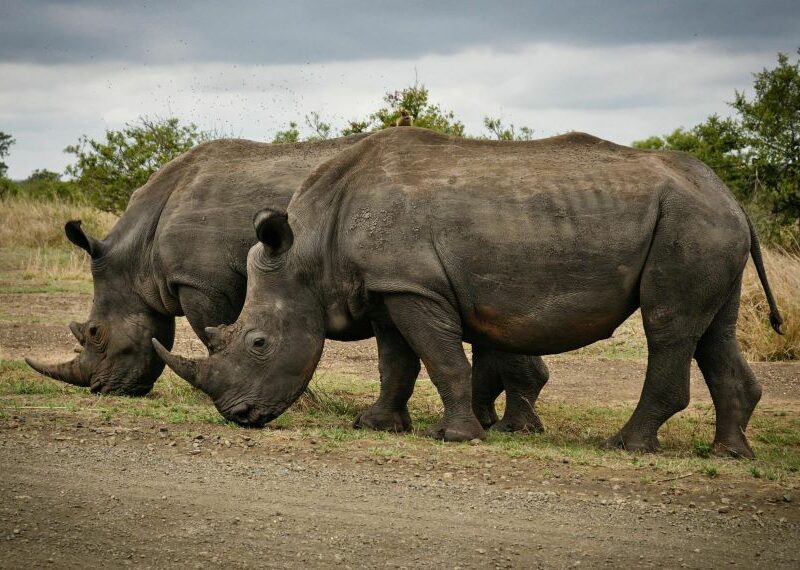 Two Rhinos walking and grazing in the veld