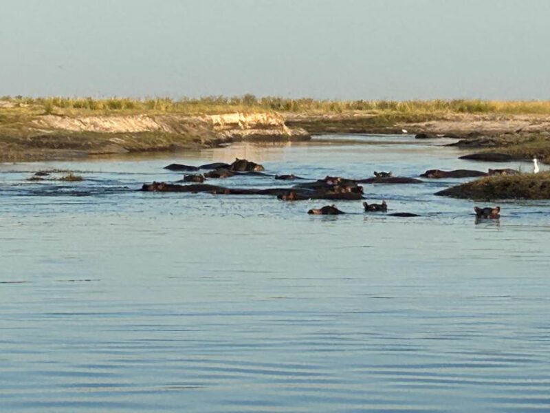 Hunting hippo in the Caprivi Strip