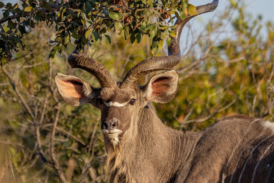 Close up of a kudu, showing its spiral horns
