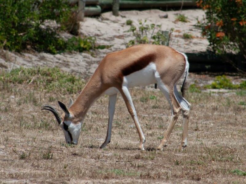Lone springbuck grazing on the savannah