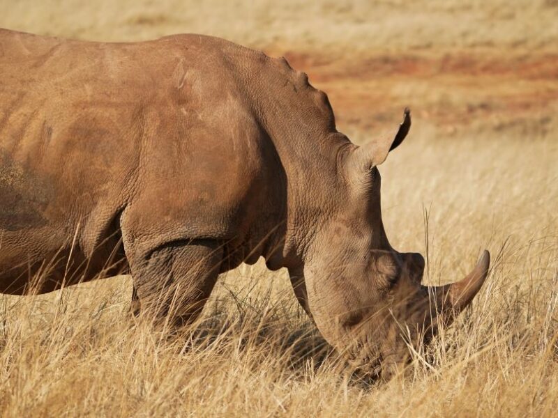 Side view of a white rhino