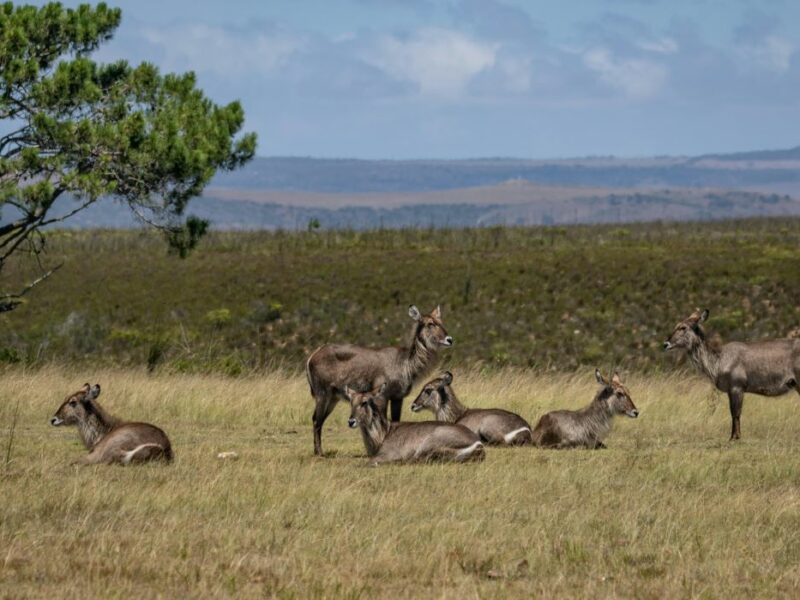 Group of waterbuck lying and standing in a field