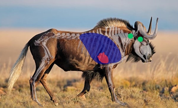 Image indicating shot placement on a wildebeest