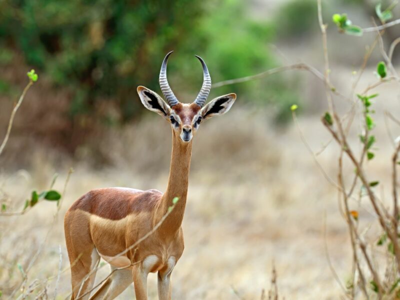 Gerenuk in the wild
