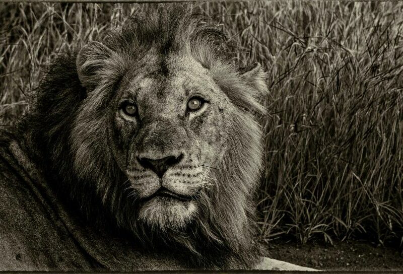 Lion lying in the veld.