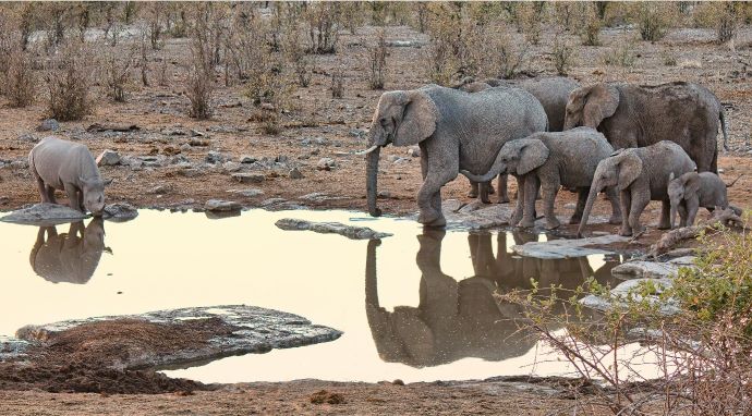 Elephant at a water hole