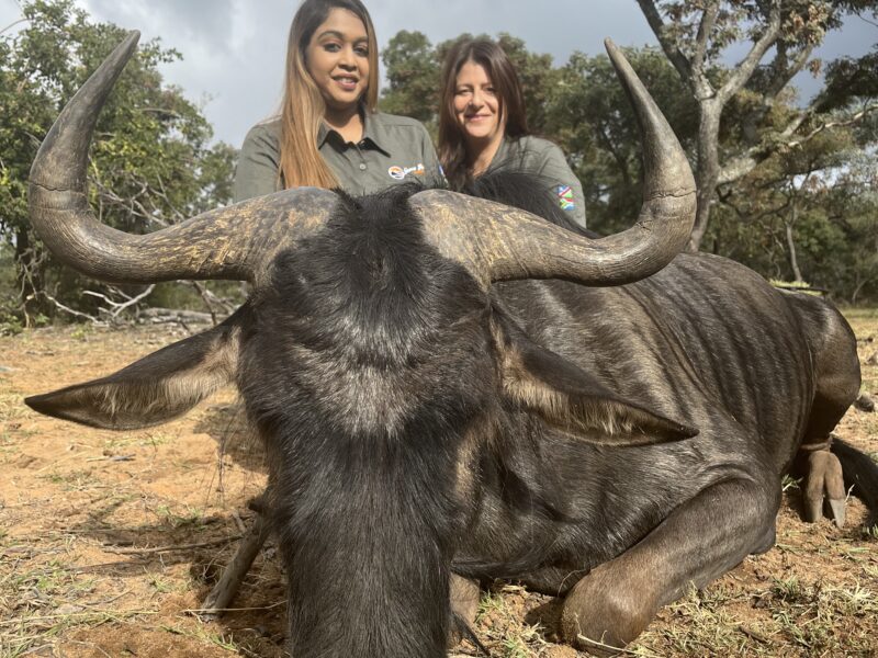 A sucessfull first time Wildebeest hunt