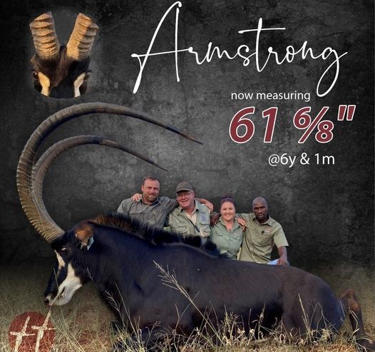 Biggest Zambian Sable in SA