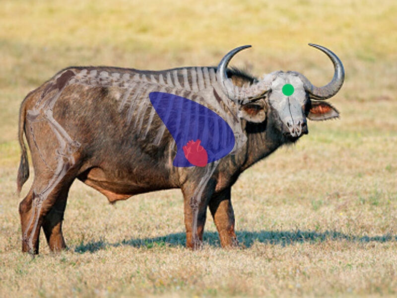 Buffalo Side View Shot Placement