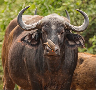 Close up shot of Cape buffalo cow with a bird cleaning it