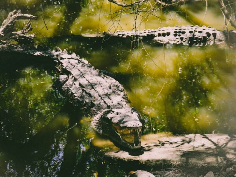 Two crocodiles in the water