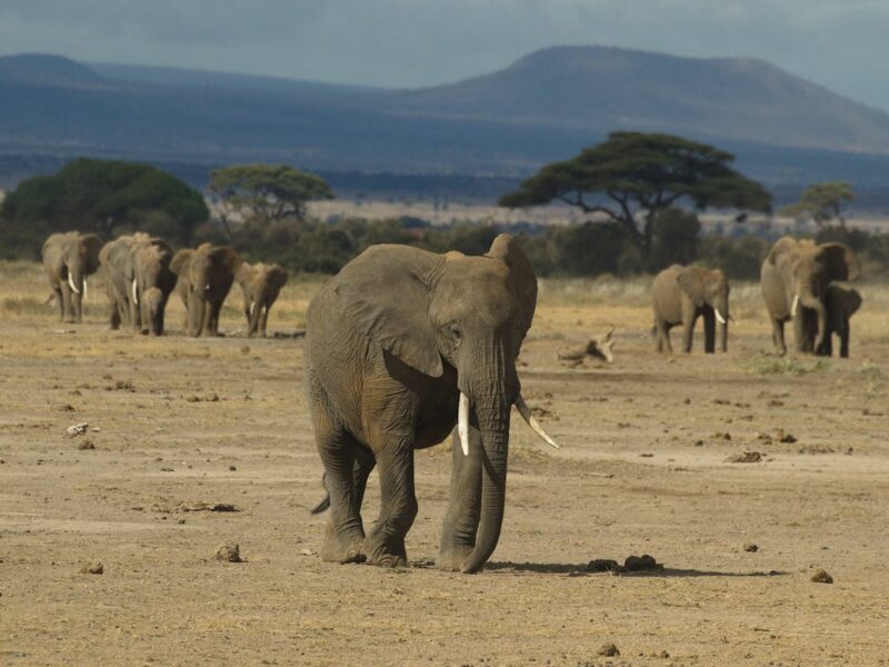 Elephants walking across desert type landscape