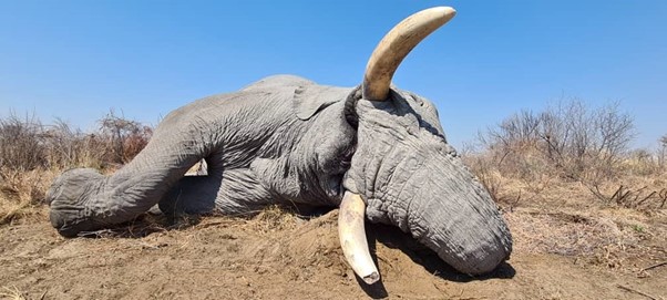 Elephant Hunting in Namibia, Bushmanland continues to produce large tuskers