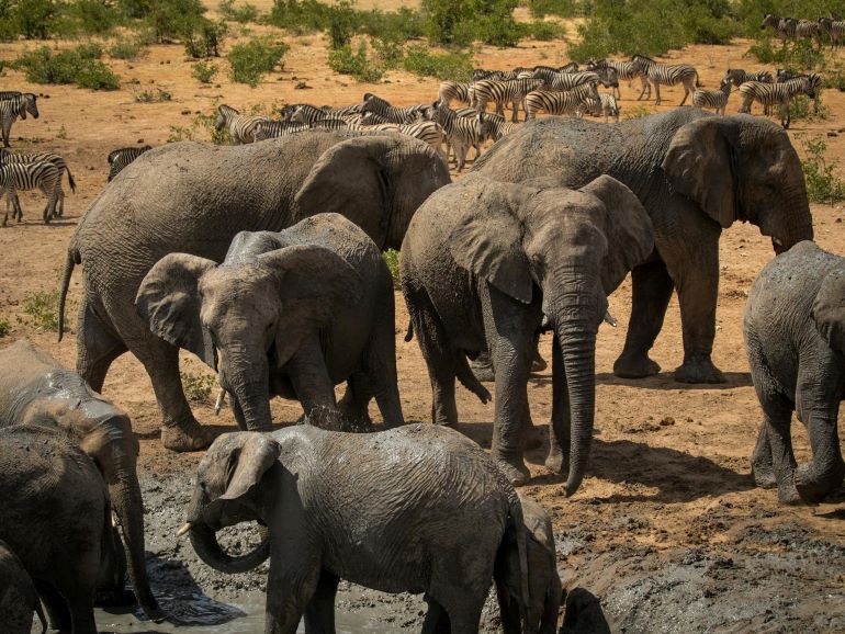 Close up of herd of elephants