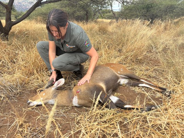Exit wound on a bushbuck