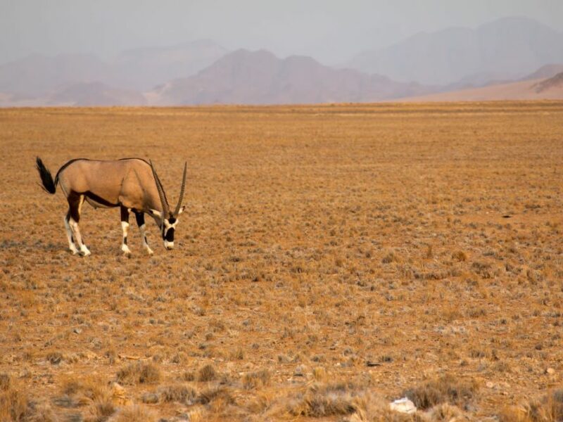 Namibia gemboks, a popular target when hunting in Namibia
