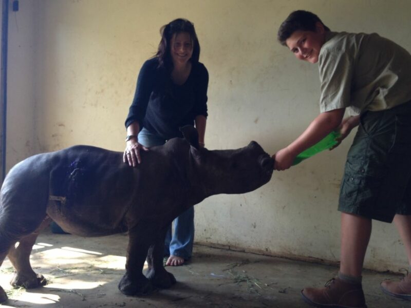 Rhino calf in rehabilitation