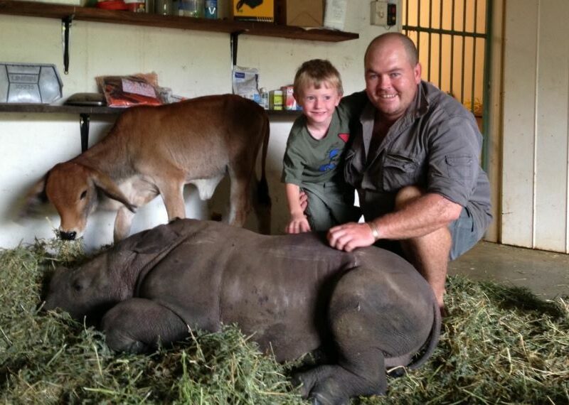 Rhino calf with cow calf for company