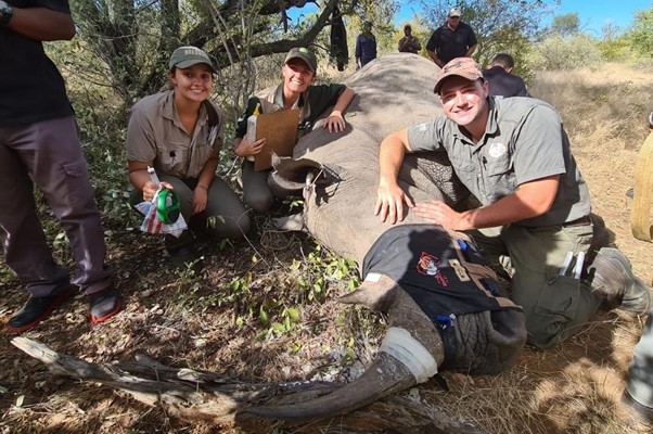 Rhino Management on a private ranch in South Africa