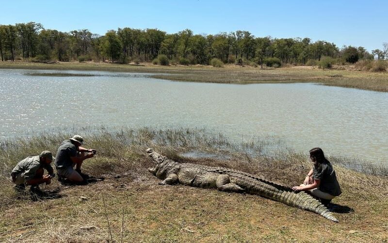 This crocodile hunting safari took place in Mozambique and the bull, measured 15,1 feet.