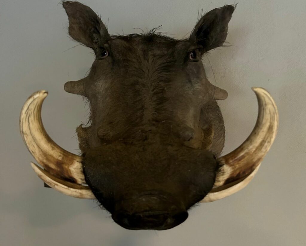 Warthog head mounted on a wall