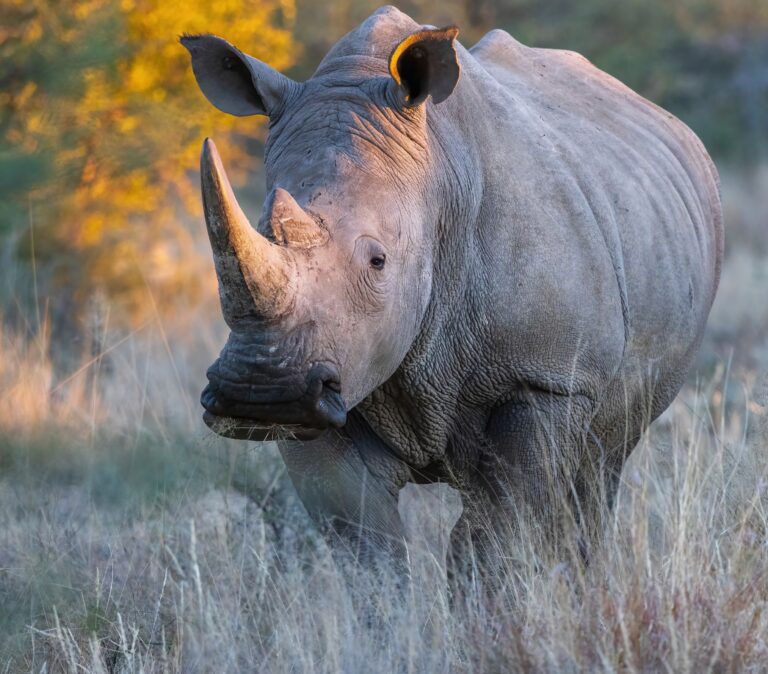White-Rhino